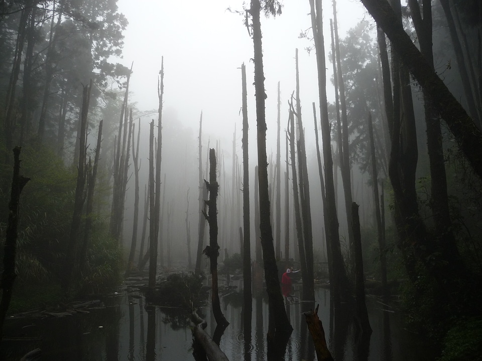 Dead wood pond mist