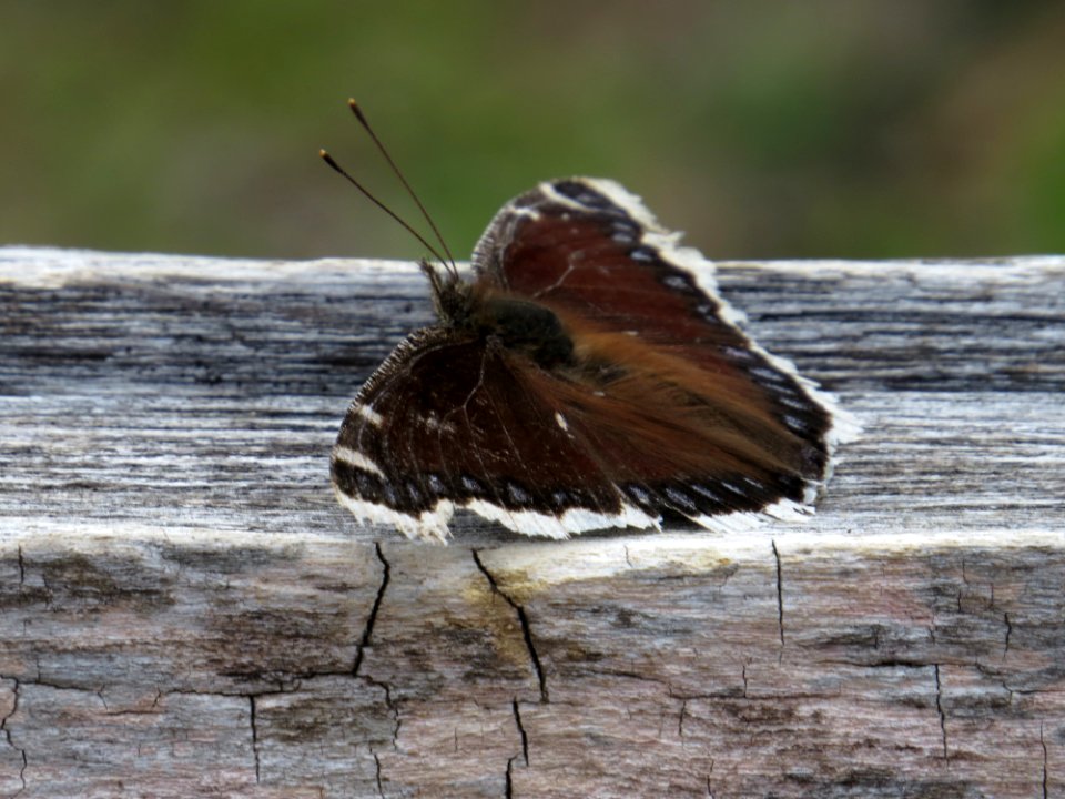 Mourning Cloak Butterfly