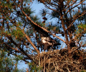 Young Eagle at Berry College