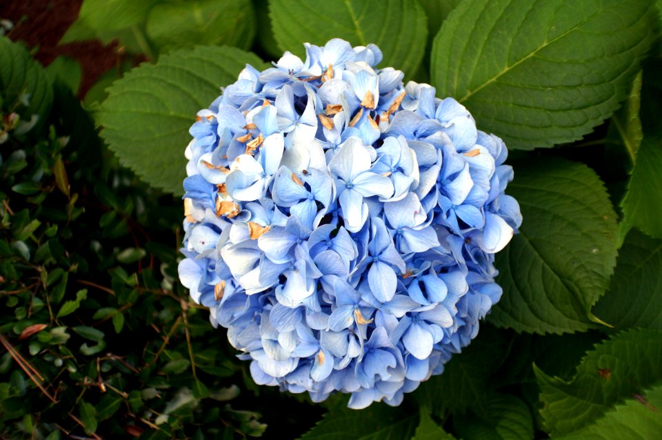 Day 170 - Hydrangea Macrophylla