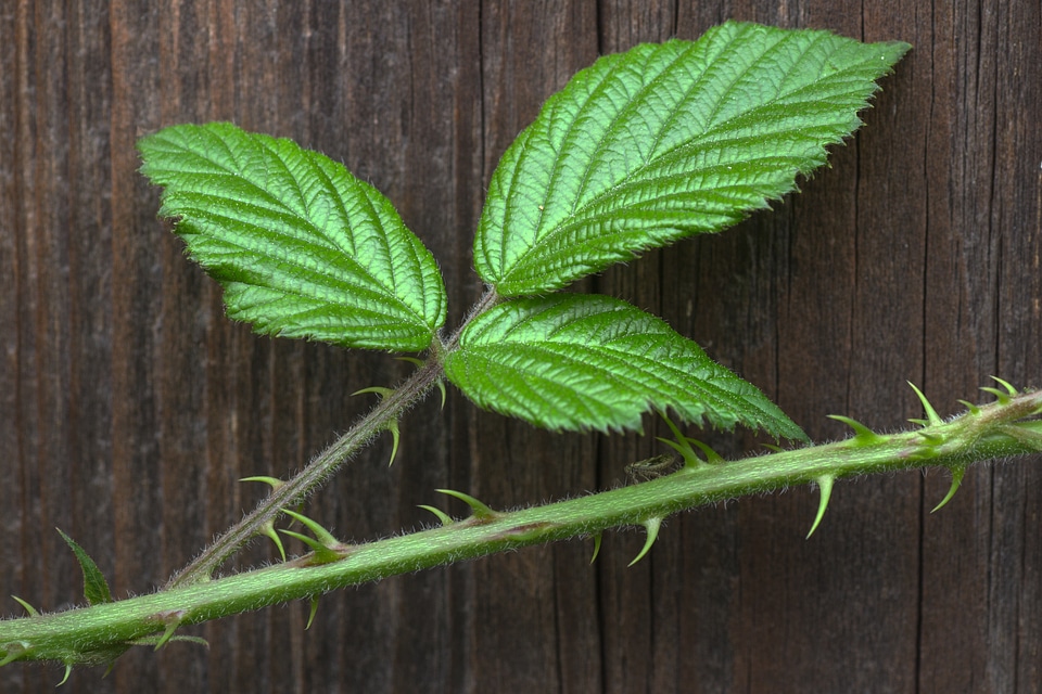 Blackberries bush sting