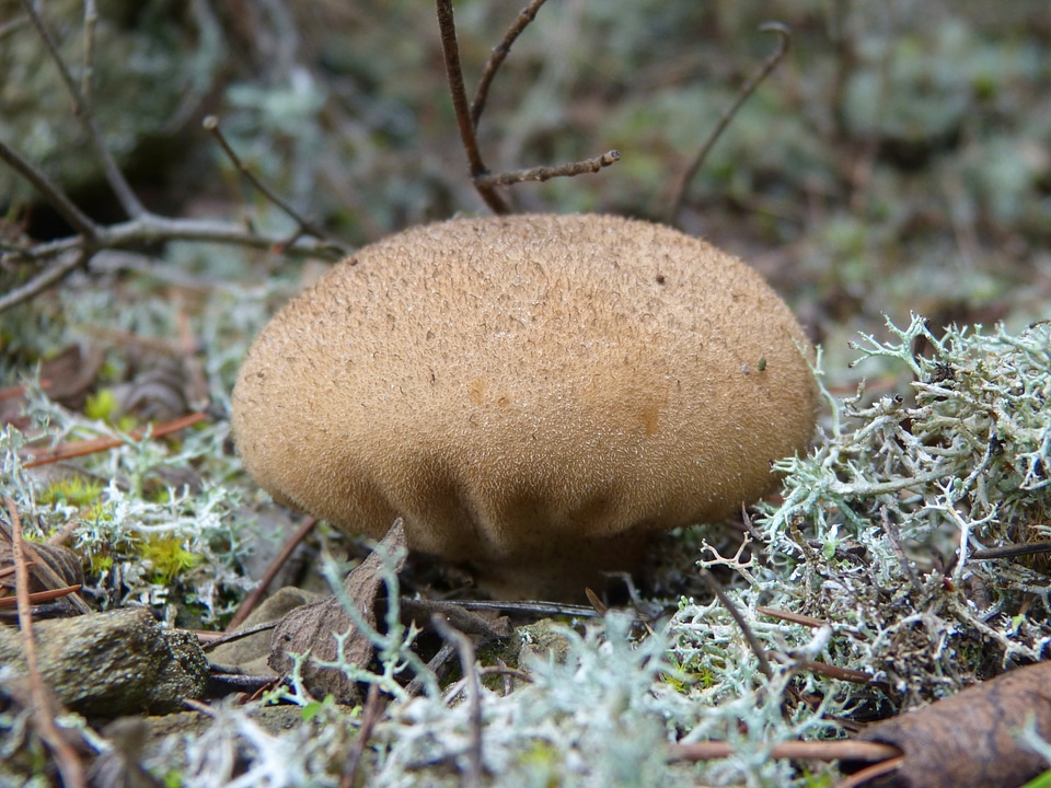 Moss lycoperdon perlatum wolf fart