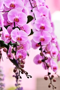 Travel flower pattern