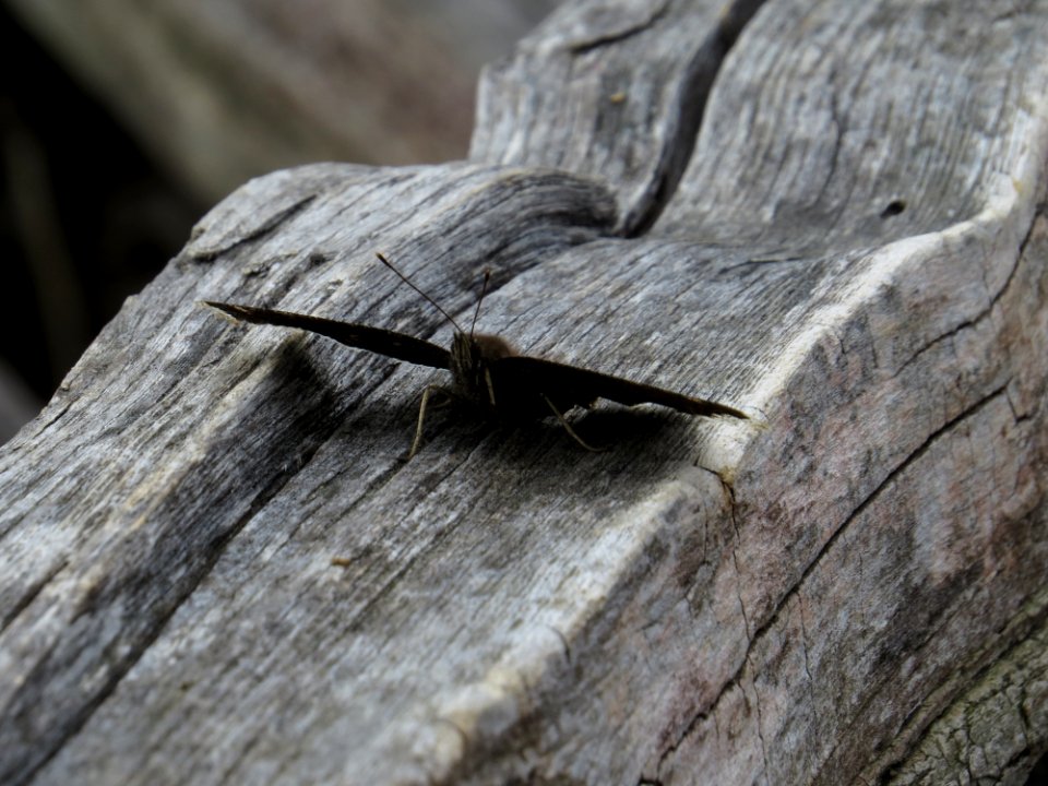 Mourning Cloak Butterfly