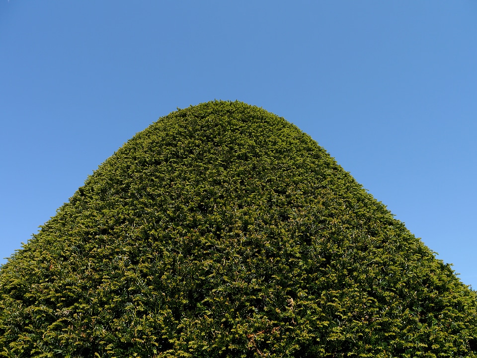 Ornamental plant nature conifer