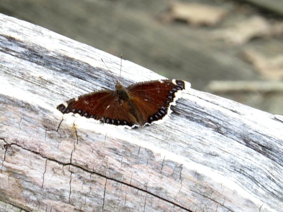 Mourning Cloak Butterfly