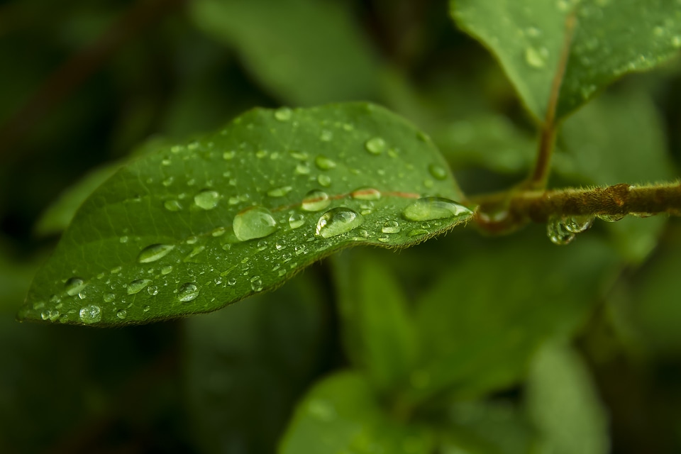 Green water drops
