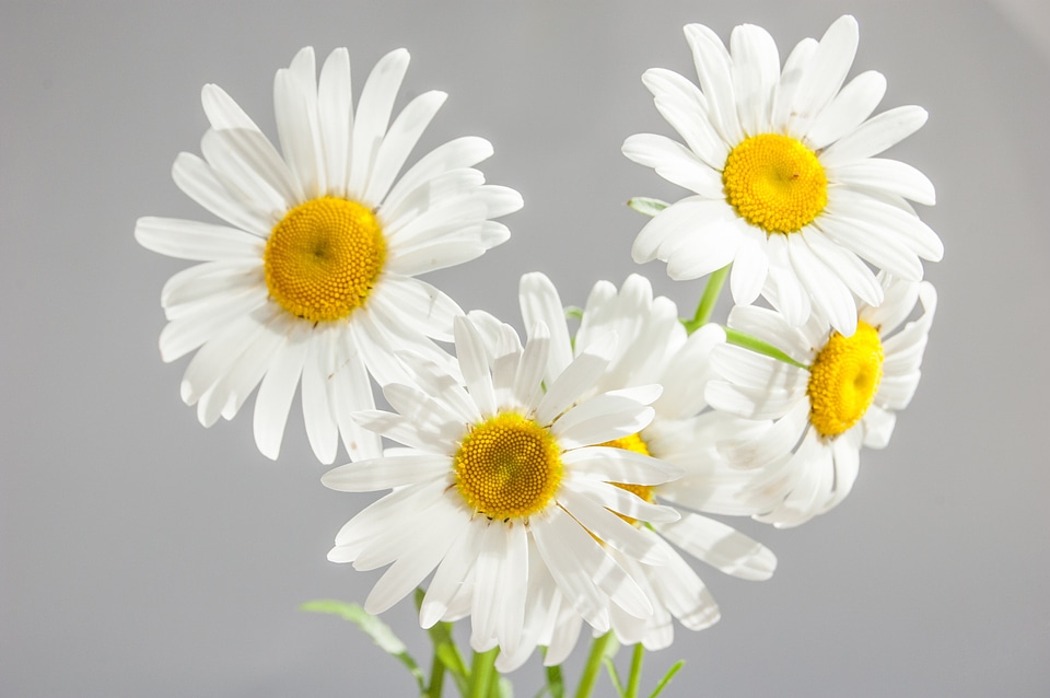 White daisies yellow center petals