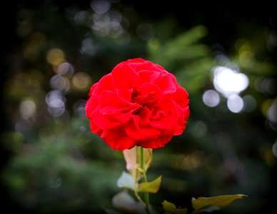 Day 169 - "A single rose can be my garden... a single friend, my world." - Leo Buscaglia photo