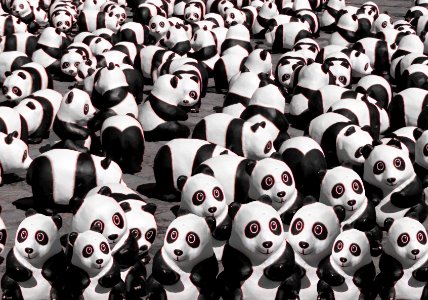 Too many Panda's around here! photo