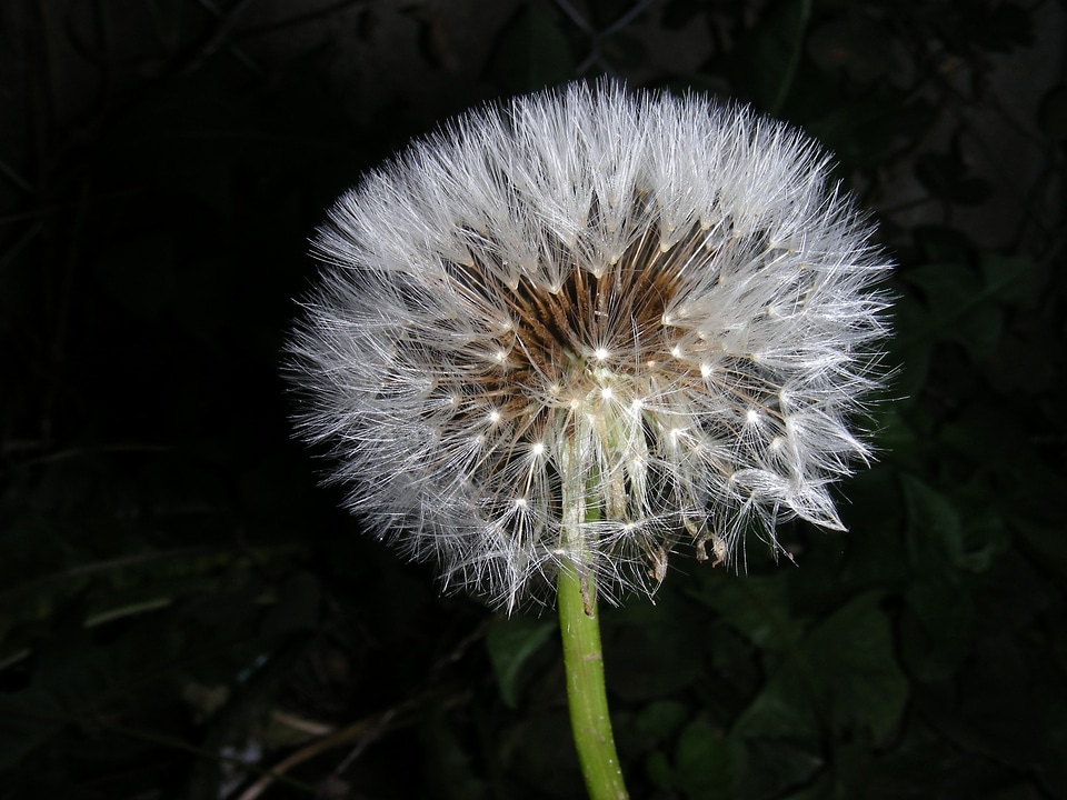 Dandelion macro wind