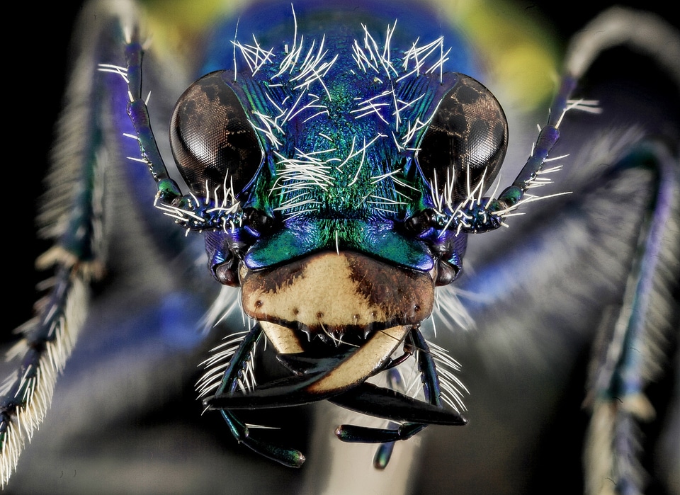 Eyes insect close up