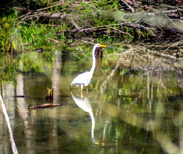 Day 234 - Eastern Great Egret photo