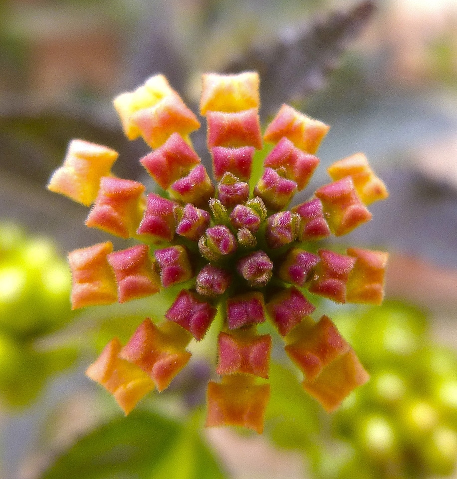 Flower explosion gradient