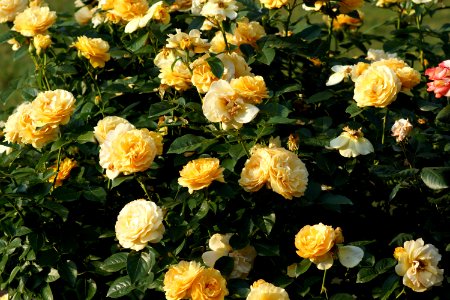 DSC05550