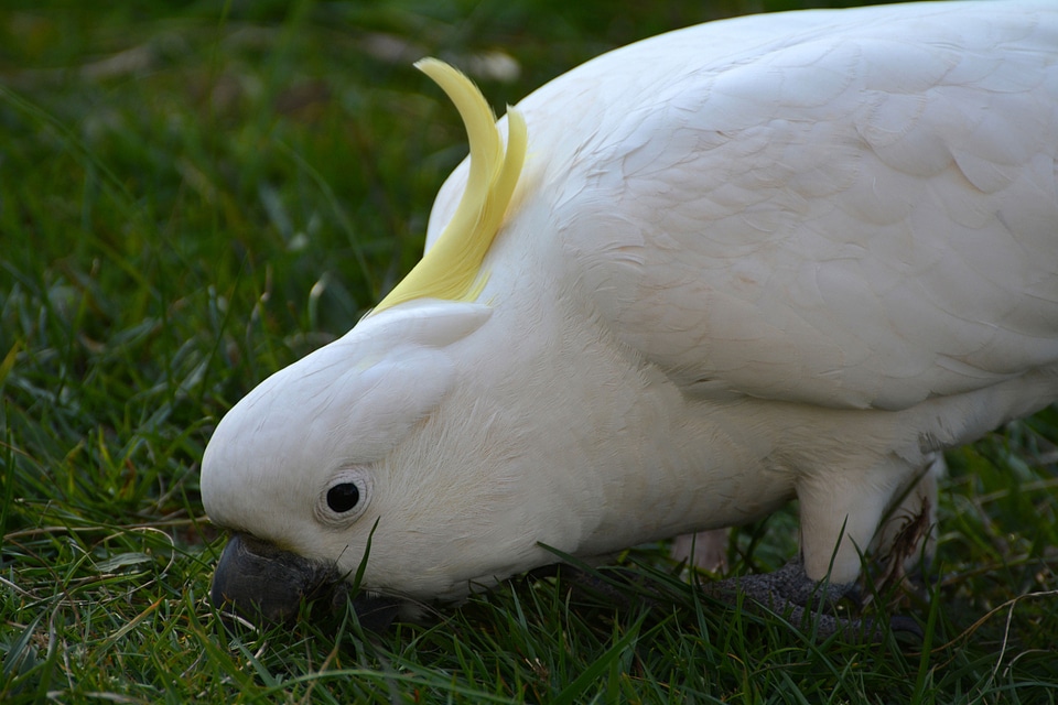 Parrot nature australia