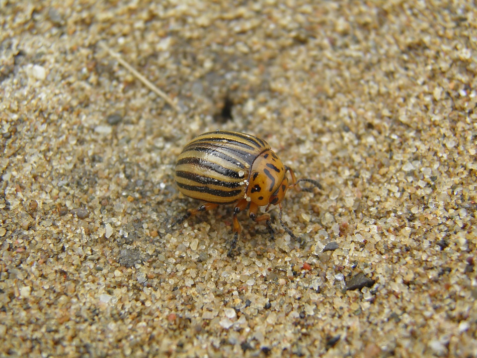 Potato beetle kolorádóbogár sand
