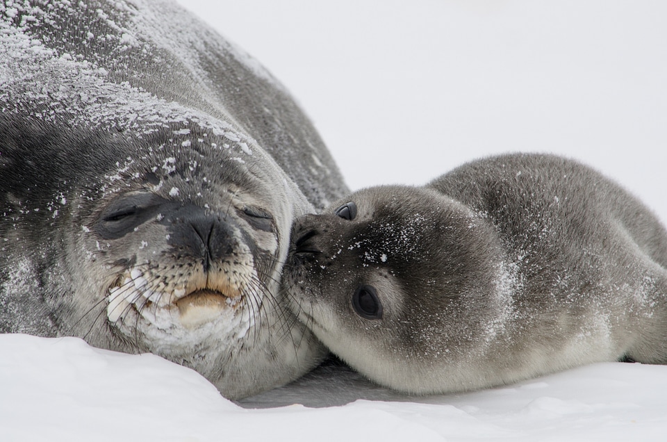 Mother kisses young