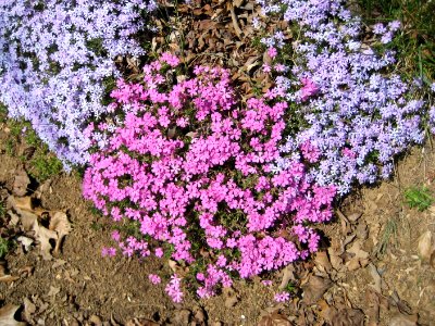 IMG 0830