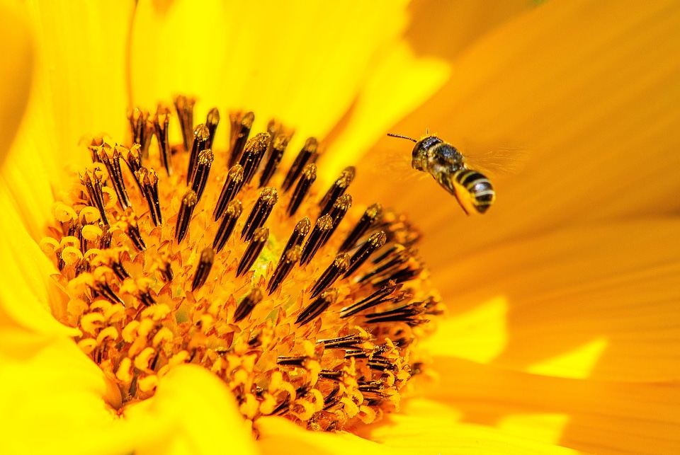 Approach insect nature