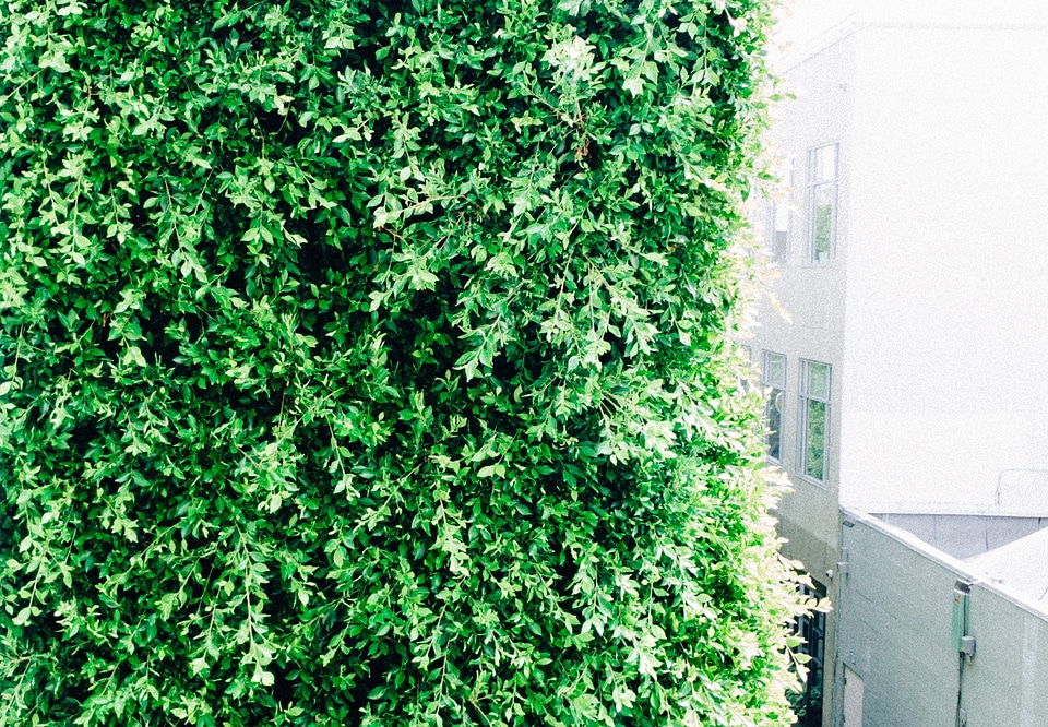 Green leaves shrub