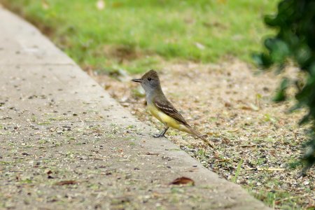 Day 125 - Great Crested Flycatcher photo