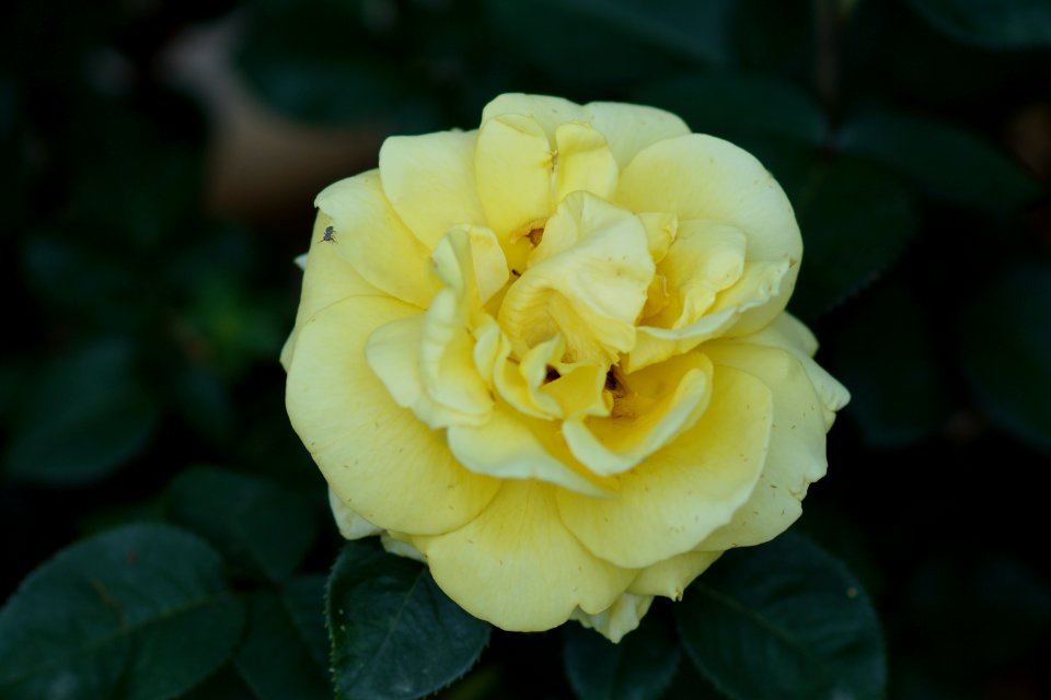 DSC05435