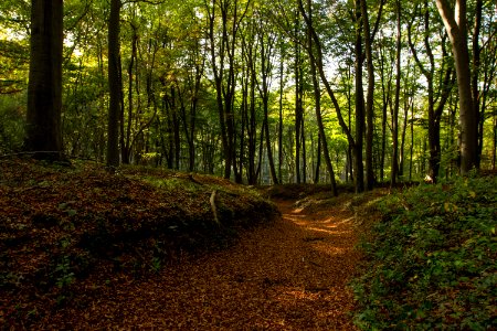 Chemin de forêt