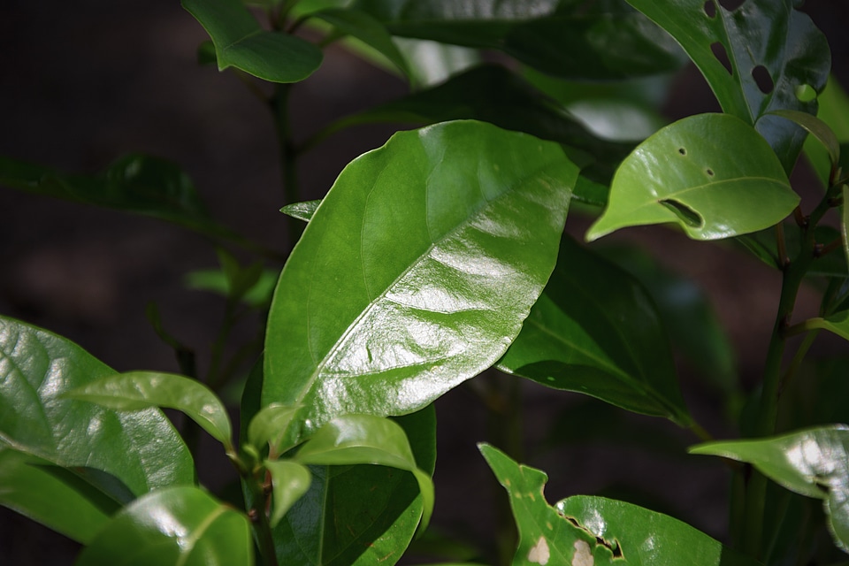 Grove plant forest