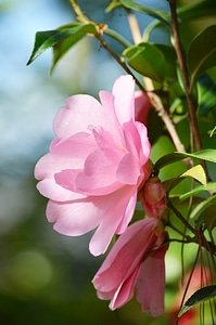 Camellia pink flower bloom in sun photo