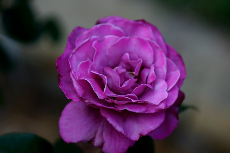 DSC05442