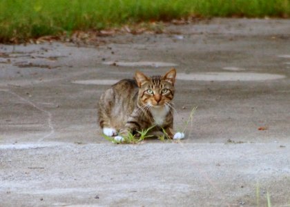 Day 213 - "There are two means of refuge from the miseries of life: music and cats." - Albert Schweitzer