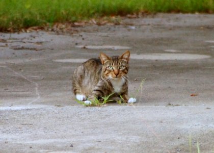 Day 213 - "There are two means of refuge from the miseries of life: music and cats." - Albert Schweitzer photo