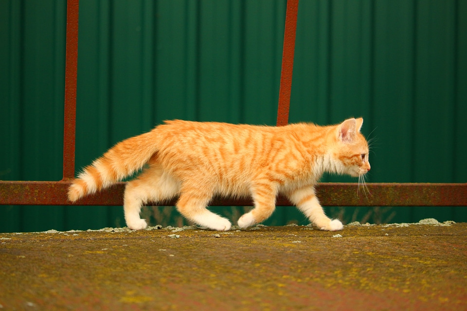 Rust kitten young cat