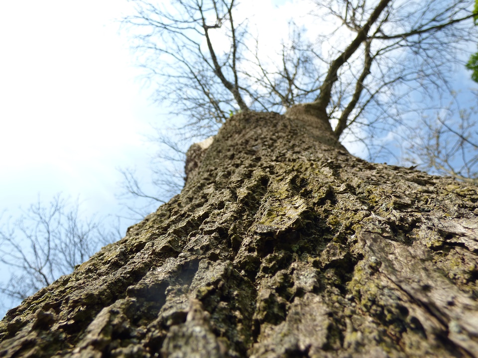 Structure oak nature