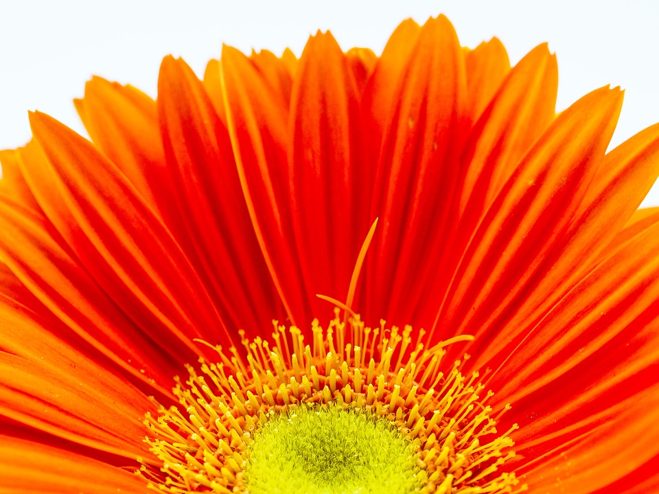 Orange flower red