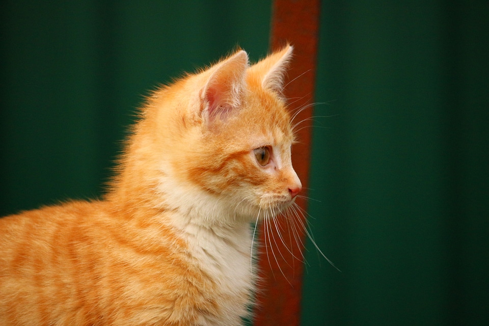 Red cat young cat cat baby