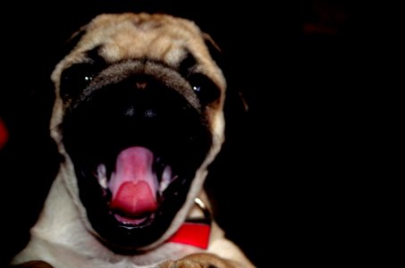 #dog #pet #funny #smile