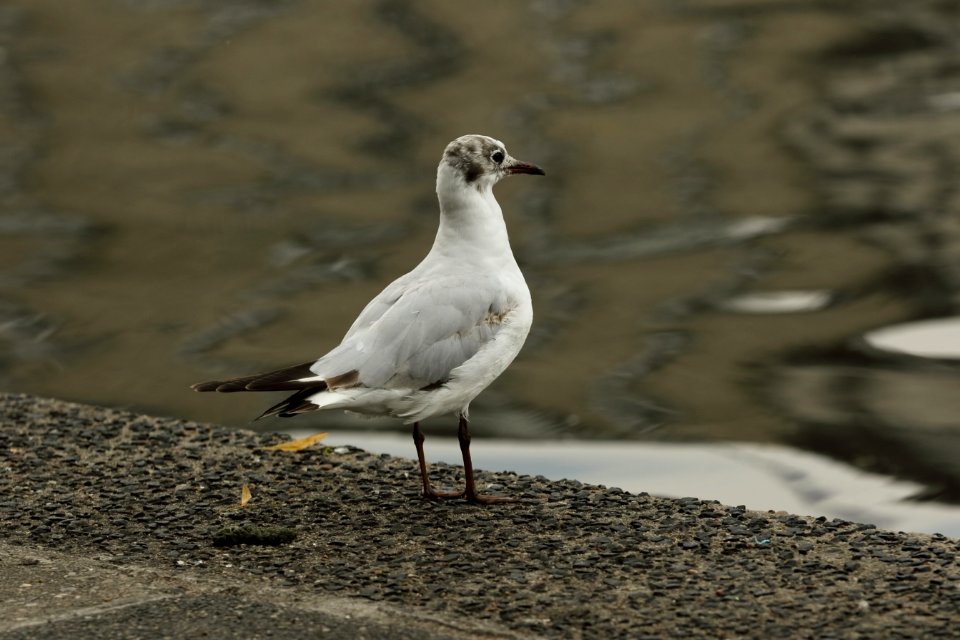 CanonEOS7DMarkII - Möwe 001