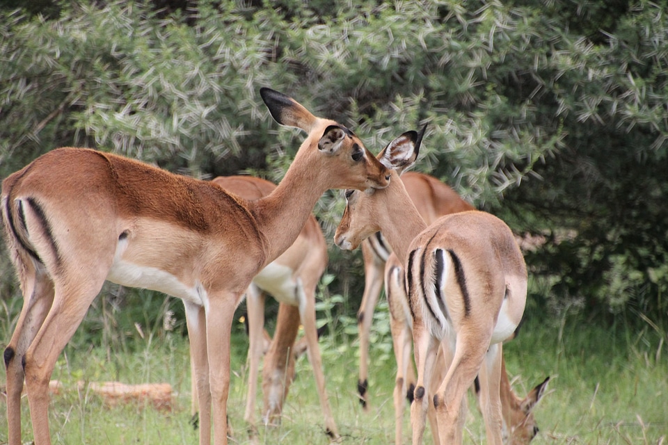 Wildlife animal wilderness