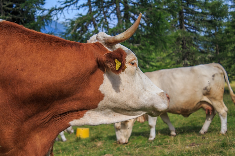 Cow herd graze cows