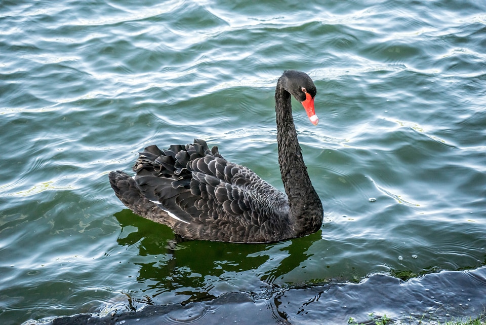Water wildlife feather