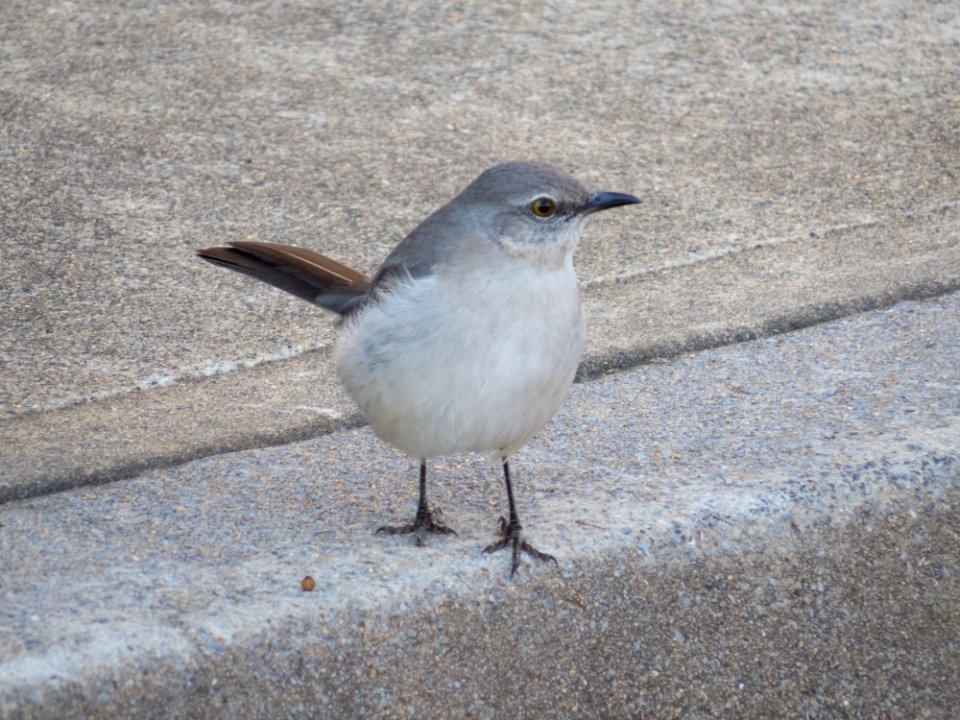 Mockingbird in Kennesaw