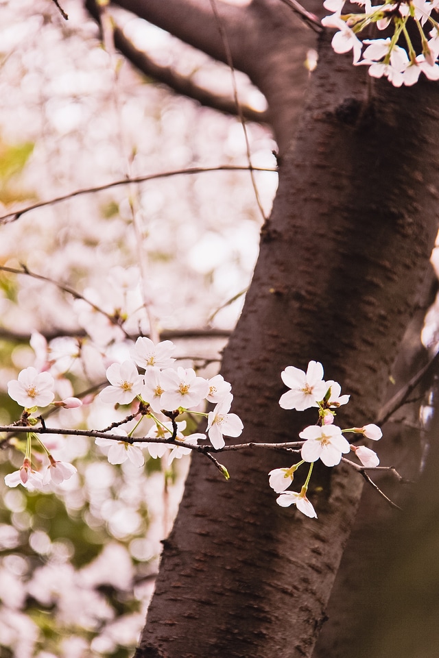 Spring branch pink