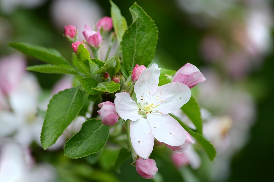Nature bloom flowering trees