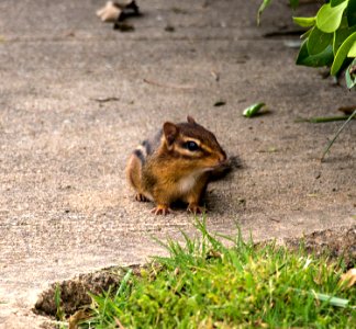 My name is not Alvin!