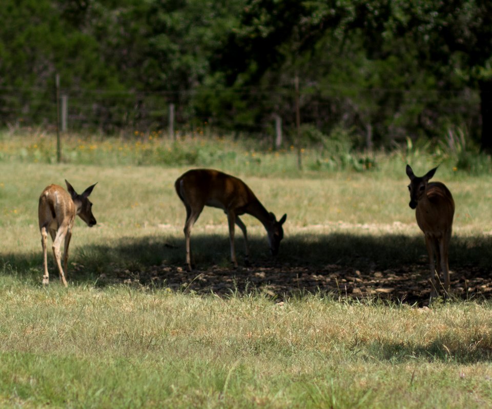 Texas Trip - June 2013