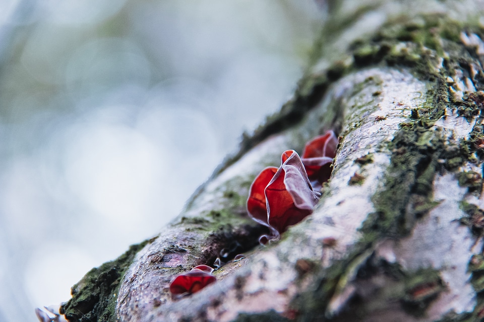 Wild spring fungus