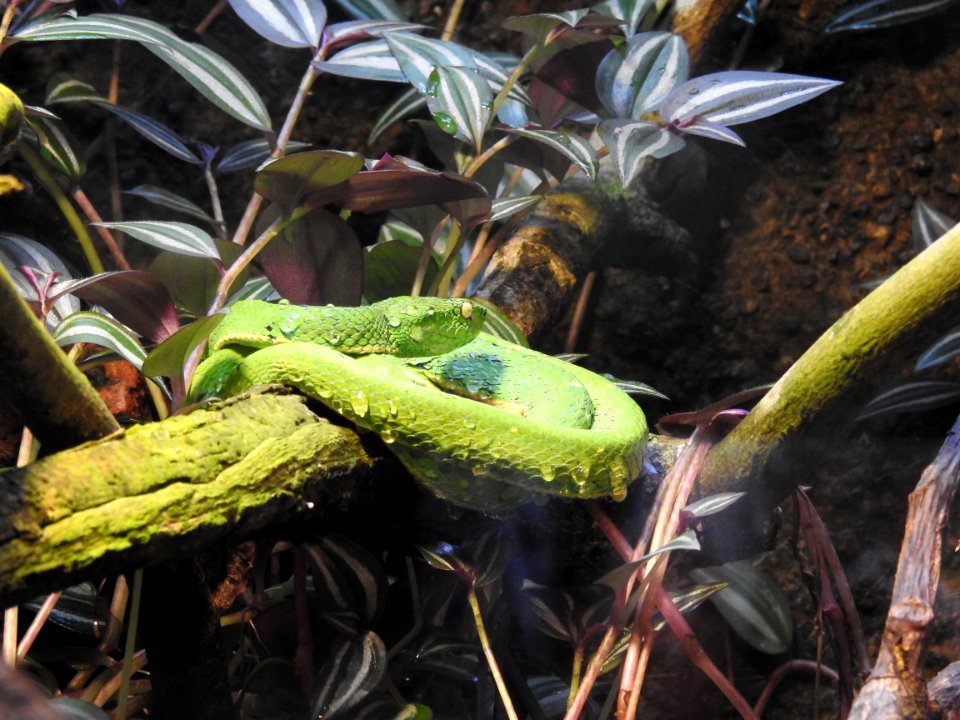 Costa Rica's Spyrogyra and Zoo