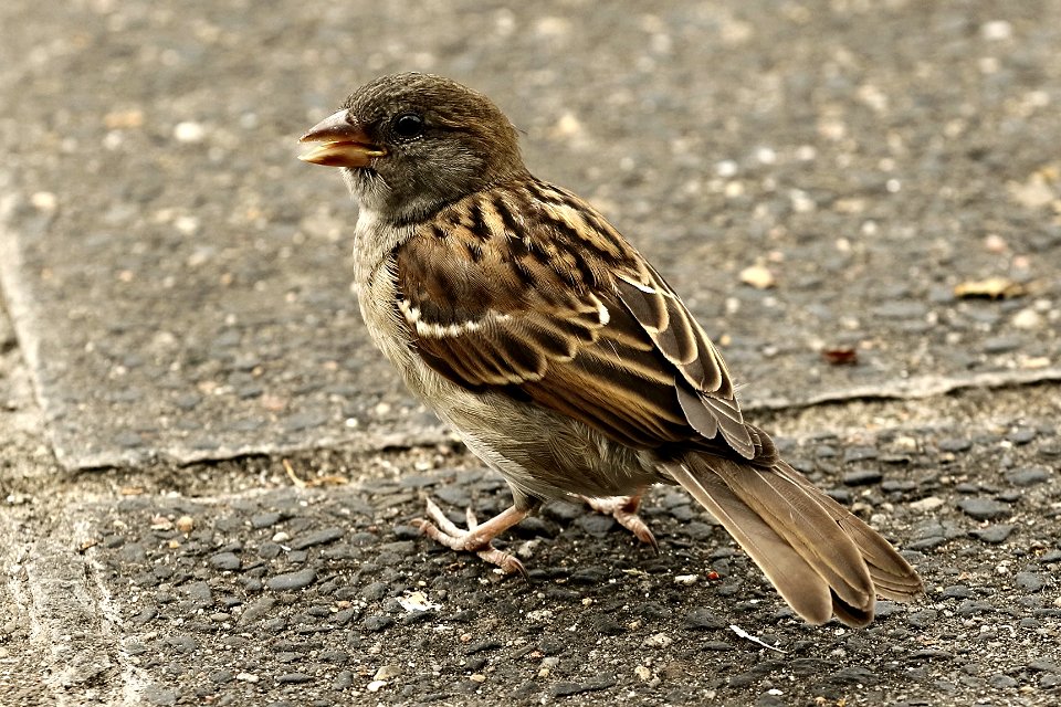 CanonEOS7DMarkII - Spatz 001